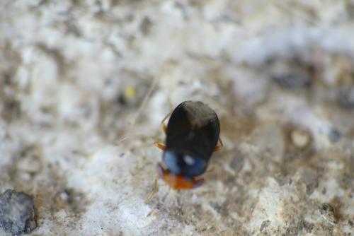 Réf. 253 355 : Geocoris erythrocephalus